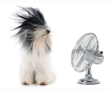 Dog keeping cool in front of fan